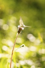 Butterfly balancing on a flower in front of a blurred background, hike to the Schlehrn, Alpe di