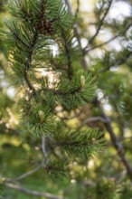 Densely leafy branch in bright sunlight, surrounded by natural bokeh, hike to the Schlehrn, Alpe di
