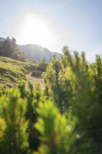 Sunbeams bathe mountain path in warm light, surrounded by green bushes, hike to the Schlehrn, Alpe
