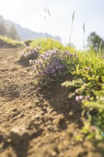 Blooming flowers along a shady gravel path, hike to the Schlehrn, Alpe di Siusi, Dolomites, South