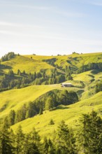 Gentle hills with green vegetation and scattered trees in the morning light, hike to the Schlehrn,