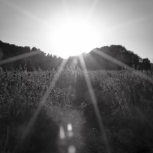 Sunlit lavender flowers at sunset, sunbeams, light reflections, monochrome, lavender fields