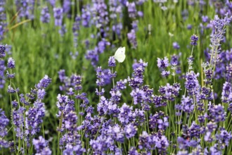 Lavender blossom, Cabbage butterfly (Pieris brassicae), Fromhausen lavender fields, Detmold, East