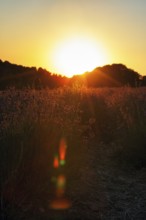 Sunlit lavender flowers at sunset, sunbeams, light reflections, lavender fields Fromhausen,