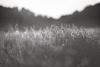 Sunlit lavender flowers at sunset, haze, monochrome, lavender fields Fromhausen, Detmold, East