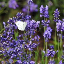 Lavender blossom, Cabbage butterfly (Pieris brassicae), Fromhausen lavender fields, Detmold, East
