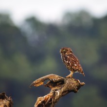 Little owl (Athene noctua) sitting on dead wood, looking for prey, Höxter, Weserbergland, North