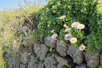 Wallflowers, flowering plants on a stone wall by the roadside at Land's End. Land's End, the tip of