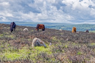 Horses in the grassland around the Top Tor rock hill in Dartmoor National Park in the British