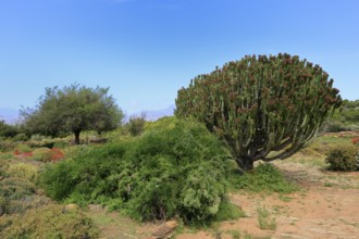 Euphorbia ingens, cactus spurge, spurge family, flowering, flowers, Karoo Desert Botanic Garden,