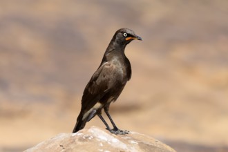 Bicoloured Glossy Starling (Lamprotornis bicolor), adult, on rocks, alert, Mountain Zebra National