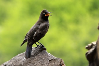 Bicoloured Glossy Starling (Lamprotornis bicolor), adult, on rocks, calling, alert, Mountain Zebra