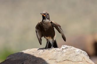Bicoloured Glossy Starling (Lamprotornis bicolor), adult, on rocks, spreading wings, alert,