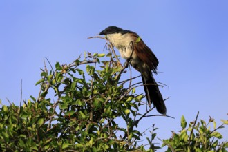 White-browed Cuckoo (Centropus superciliosus), adult, on tree, on guard, Kruger, Kruger National