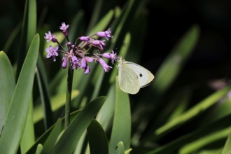Tulbaghia simmleri, indoor garlic, flowers, flowering, Kirstenbosch Botanical Gardens, Cape Town,