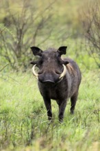 Warthog (Phacochoerus africanus), adult, male, foraging, alert, Kruger, Kruger National Park, South