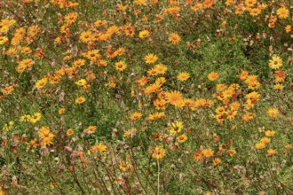 Ursinia calenduliflora, flower, flowering, Kirstenbosch Botanic Gardens, Cape Town, South Africa