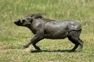 Warthog (Phacochoerus africanus), adult, after mudbath, running, Kruger, Kruger National Park,