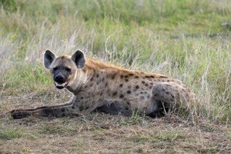 Spotted hyena (Crocuta crocuta), spotted hyena, adult, alert, lying, Kruger, Kruger National Park,