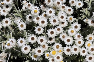Syncarpha argyropsis, flowers, flowering, Kirstenbosch Botanical Gardens, Cape Town, South Africa
