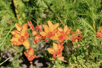 Tritonia crocata, flowers, flowering, Kirstenbosch Botanical Gardens, Cape Town, South Africa