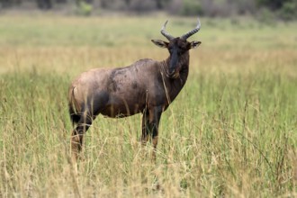 Half-moon antelope (Damaliscus lunatus), adult, alert, Kruger, Kruger National Park, South Africa