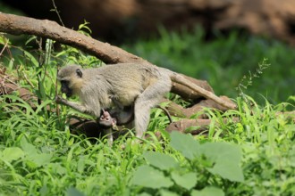 Vervet Monkey (Chlorocebus pygerythrus), mother, female, adult, kitten, baby, together, sheltered,