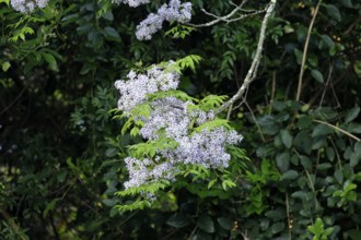 Cedrach tree (Melia azedarach), flower, in bloom, Kirstenbosch Botanical Gardens, Cape Town, South