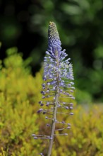 Blue mountain lily, Merwilla plumbea, flower, flowering, Kirstenbosch Botanical Gardens, Cape Town,