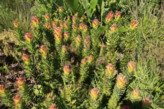 Mimetes cucullatus, flower, flowering, shrub, Kirstenbosch Botanical Gardens, Cape Town, South