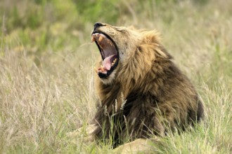 Lion (Panthera leo), male, portrait, yawning, Kruger, Kruger National Park, South Africa