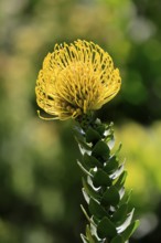 Pincushion protea (Leucospermum cordifolium), flower, in bloom, Kirstenbosch Botanical Gardens,