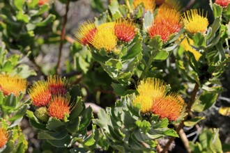 Pincushion protea (Leucospermum oleifolium), flower, in bloom, Kirstenbosch Botanical Gardens, Cape