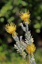 Pincushion protea (Leucospermum reflexum var. luteum), rocket pincushion, flower, flowering,
