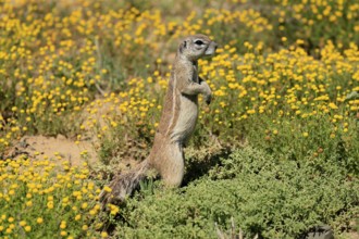 Cape bristle-necked squirrel (Xerus inauris), adult, alert, standing upright, foraging, flower
