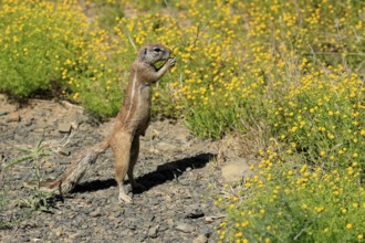 Cape bristle-thighed squirrel (Xerus inauris), adult, alert, standing upright, feeding, flower