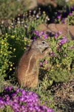 Cape bristle-thighed squirrel (Xerus inauris), adult, alert, standing upright, feeding, flower