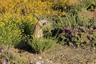 Cape Bristle-thighed Squirrel, (Xerus inauris), adult, alert, standing upright, feeding, flower
