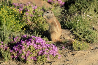 Cape Bristle-thighed Squirrel, (Xerus inauris), adult, alert, standing upright, feeding, flower