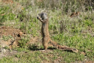 Cape bristle-thighed squirrel (Xerus inauris), adult, alert, standing upright, feeding, Mountain