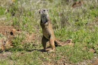 Cape bristle-necked squirrel (Xerus inauris), adult, alert, standing upright, foraging, Mountain
