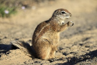 Cape bristle-thighed squirrel (Xerus inauris), adult, standing upright, feeding, Mountain Zebra