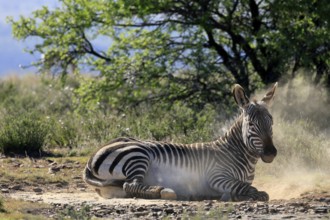 Cape Mountain Zebra (Equus zebra zebra), adult, sand bath, grooming, Mountain Zebra National Park,
