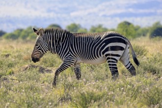 Cape Mountain Zebra (Equus zebra zebra), adult, foraging, Mountain Zebra National Park, Eastern