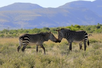 Cape Mountain Zebra (Equus zebra zebra), adult, two, social behaviour, Mountain Zebra National