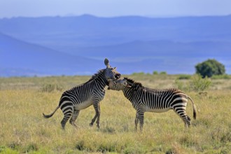 Cape Mountain Zebra (Equus zebra zebra), adult, two, fighting, social behaviour, Mountain Zebra