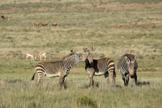 Cape Mountain Zebra (Equus zebra zebra), adult, three, group, social behaviour, foraging, Mountain