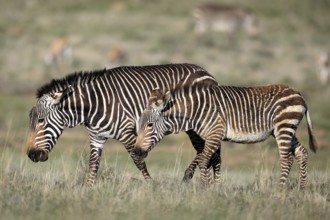Cape Mountain Zebra (Equus zebra zebra), adult, female, mother, young, foraging, Mountain Zebra
