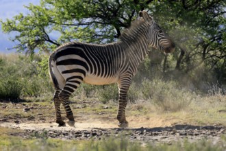 Cape Mountain Zebra (Equus zebra zebra), adult, after sand bath, Mountain Zebra National Park,