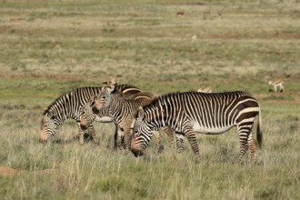 Cape Mountain Zebra (Equus zebra zebra), adult, four, group, foraging, Mountain Zebra National